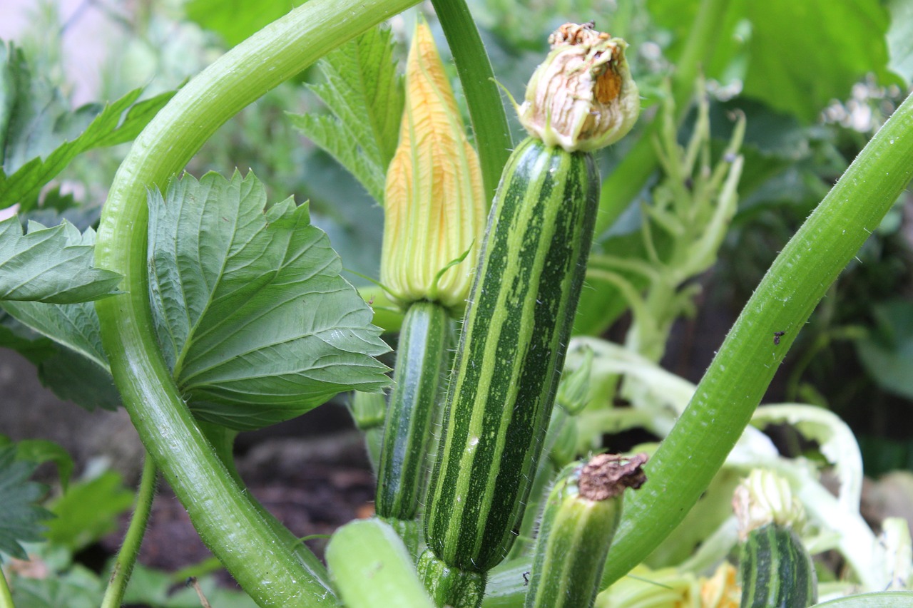 mes courgettes font des fleurs mais pas de fruits