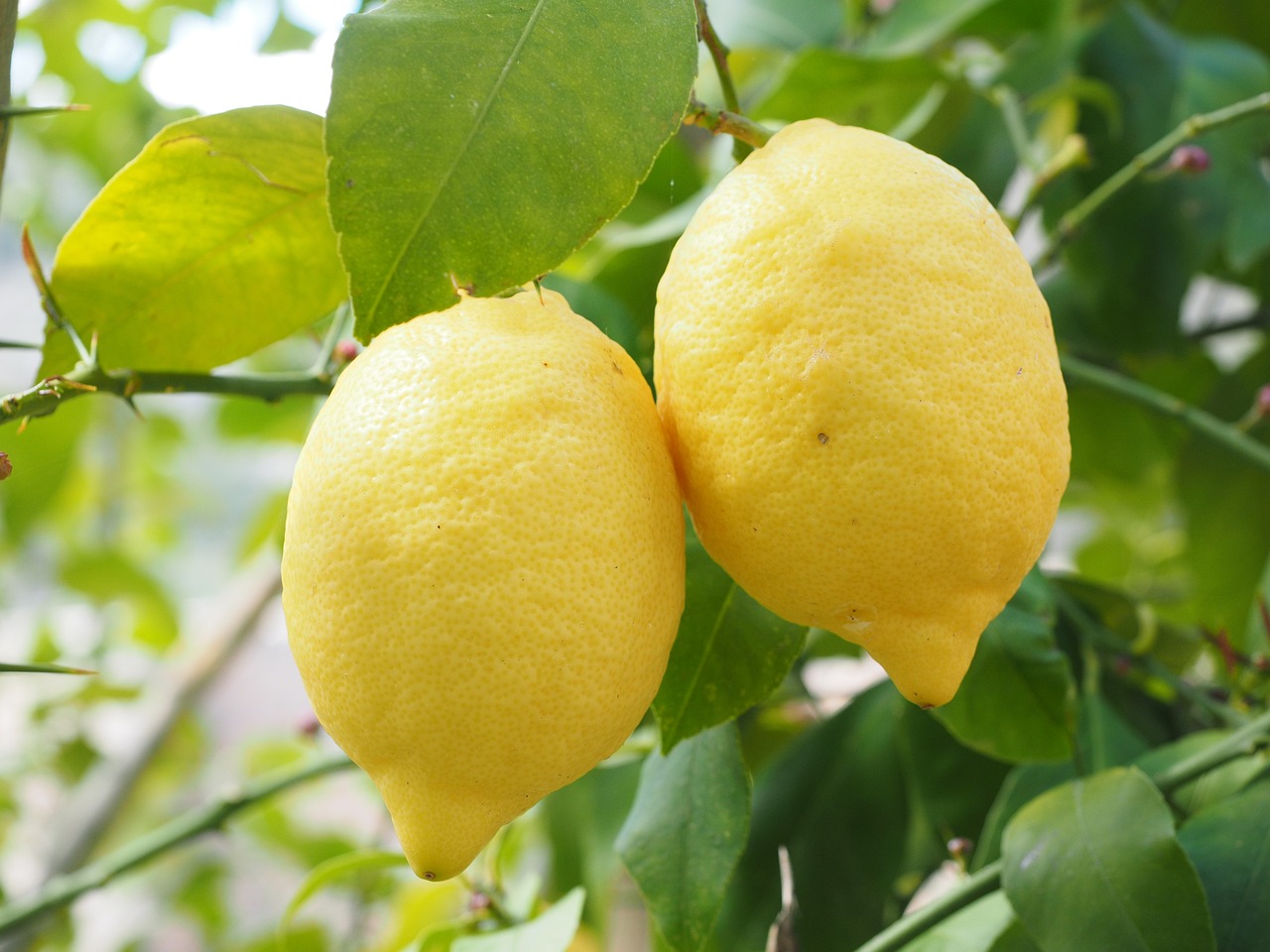 récolte des citrons