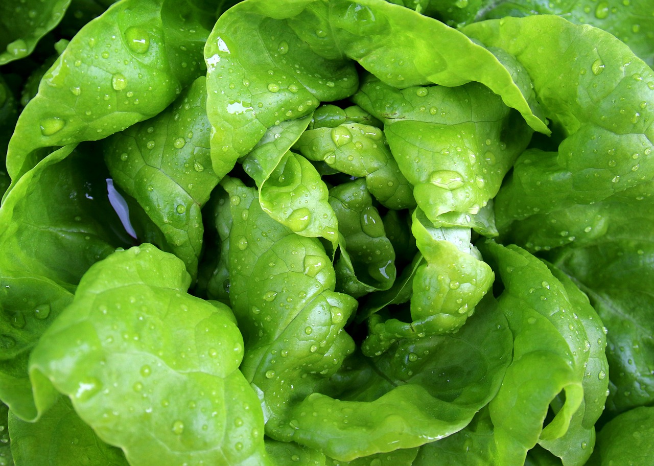 que faire avec des salades qui montent