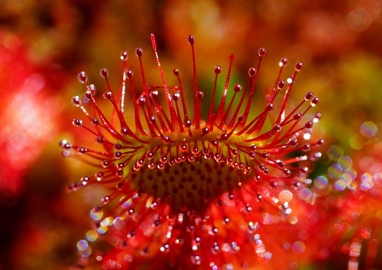 nourrir plante carnivore