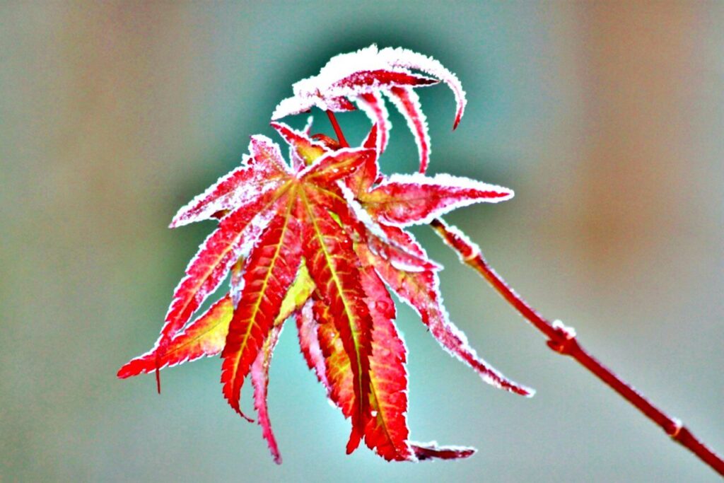 Laurier rouge en hiver