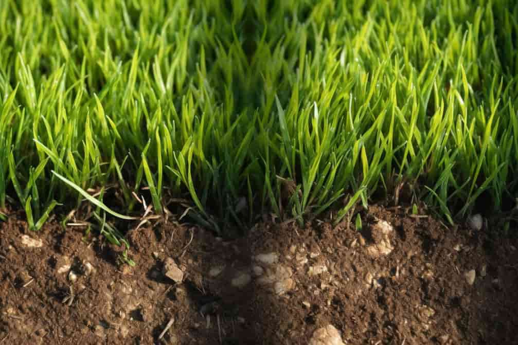 Comment Semer du Gazon Nos Astuces