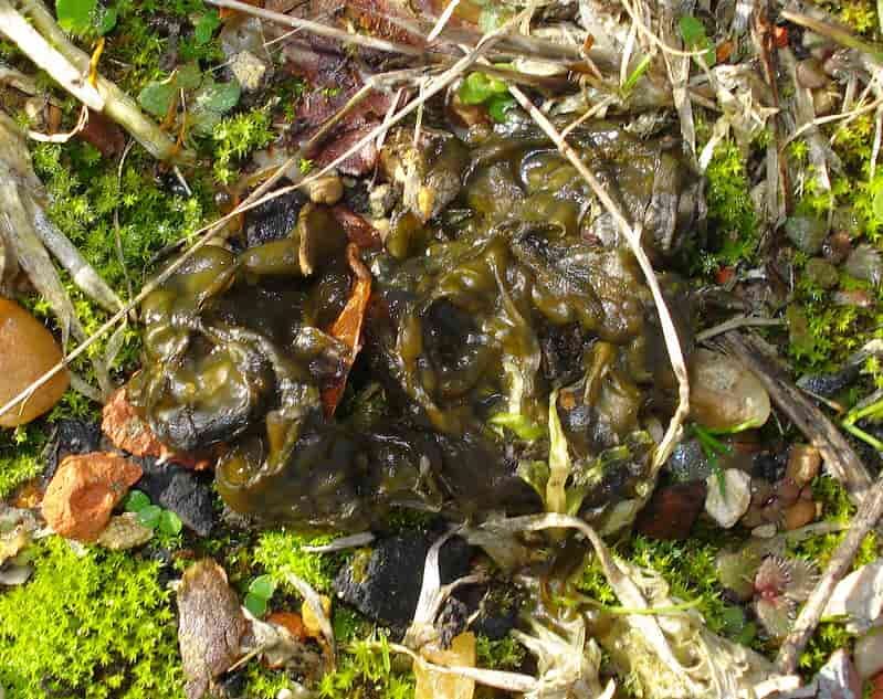 Nostoc commune