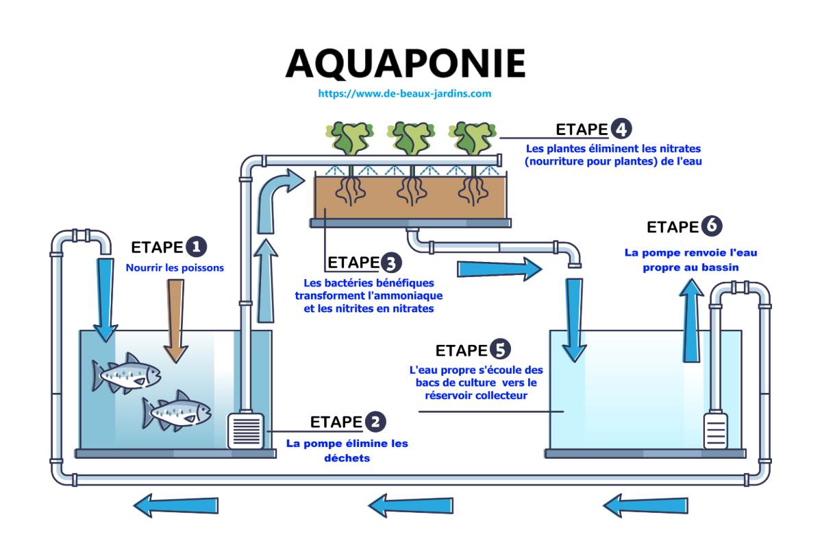 schéma aquaponie