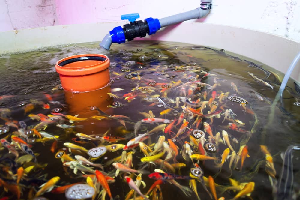 espèces de poissons dans un système d'aquaponie