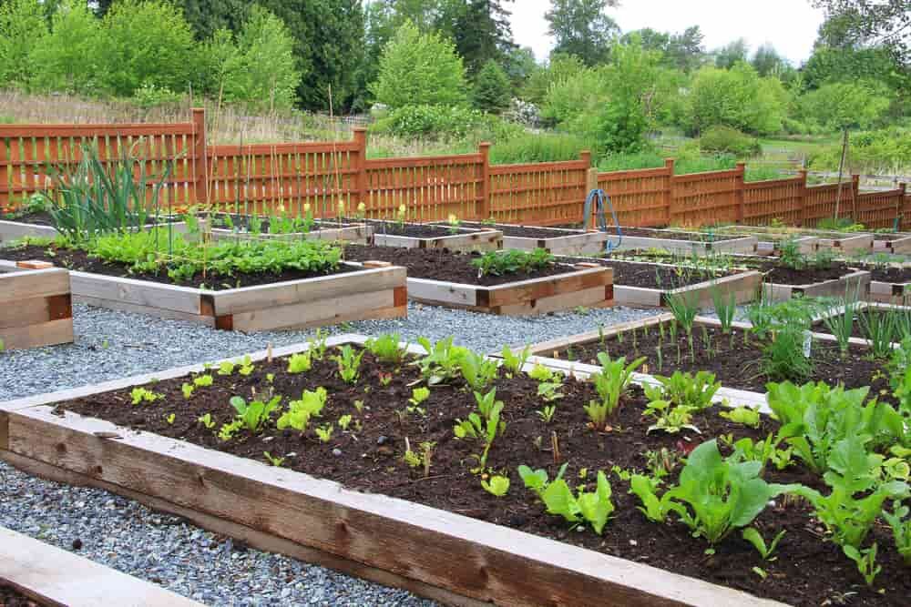jardinage communautaire