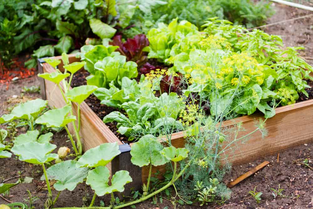 parcelle jardin partagé