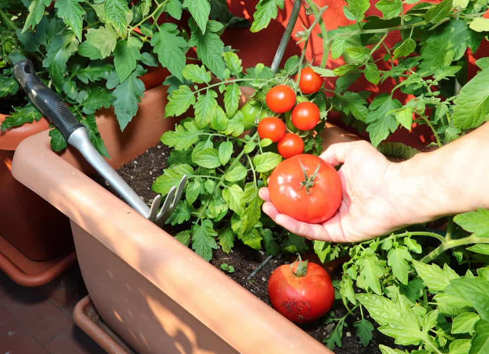 potager urbain tomates