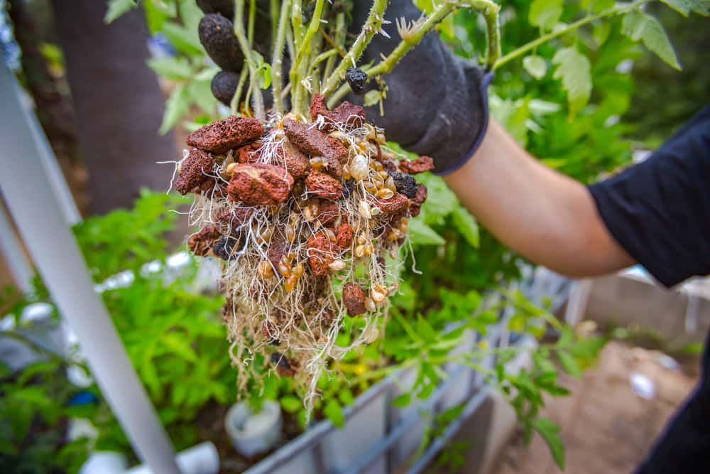 racines et graviers sur un plant de tomate dans un système aquaponique