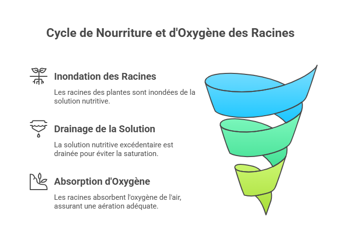 Hydroponie Cycle de nourriture et d'oxygene des racines