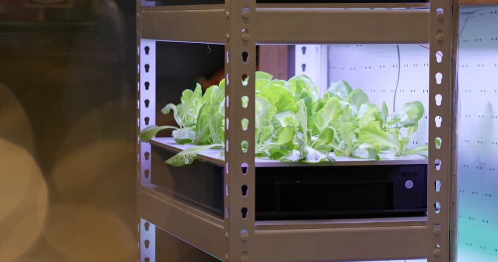 Plantation hydroponique de légumes en intérieur