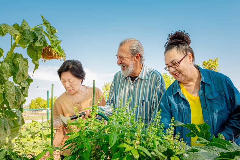 ainés travaillant dans un jardin communautaire