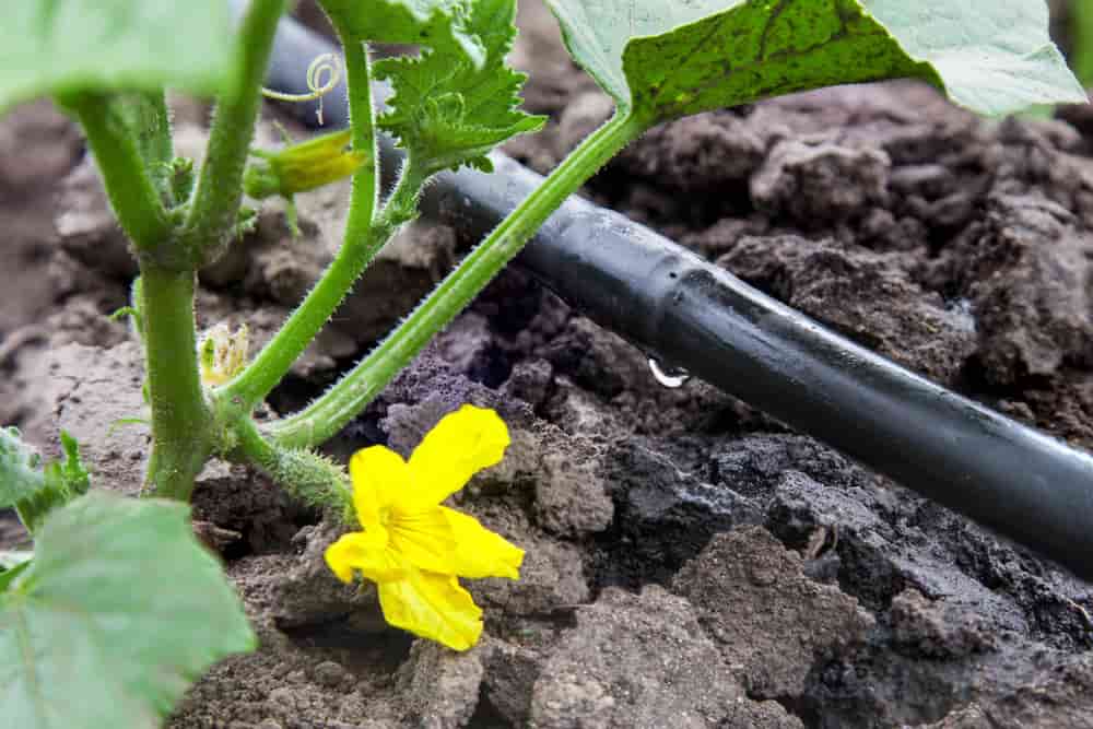 arrosage goutte à goutte
