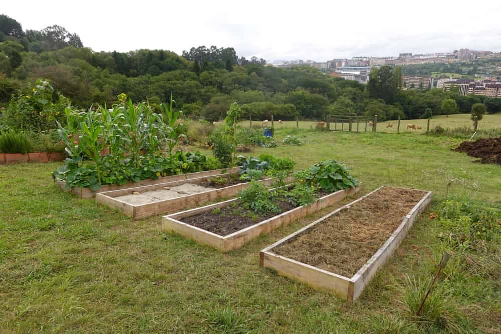 jardin potager communautaire