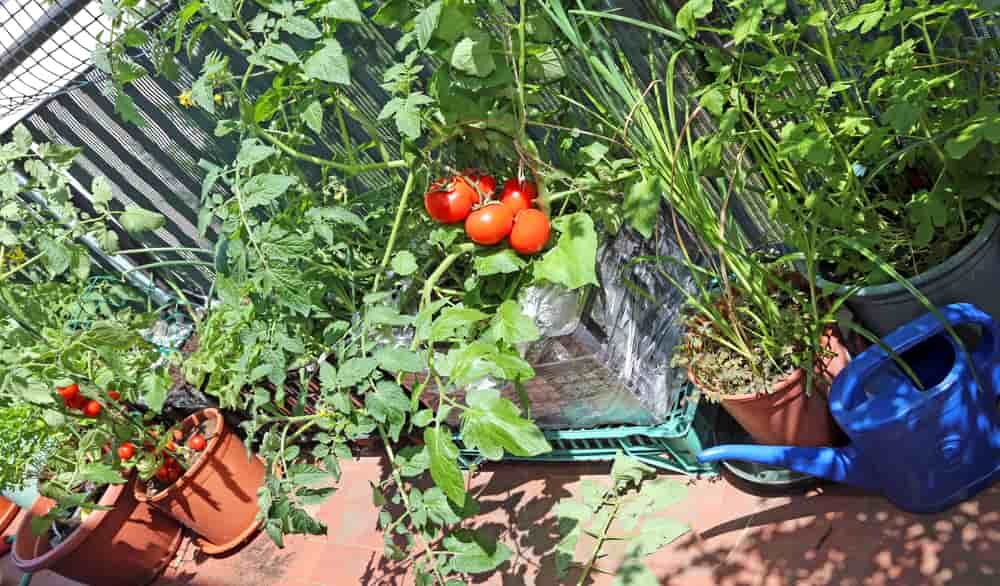 jardin urbain tomates rouges sur une terrasse