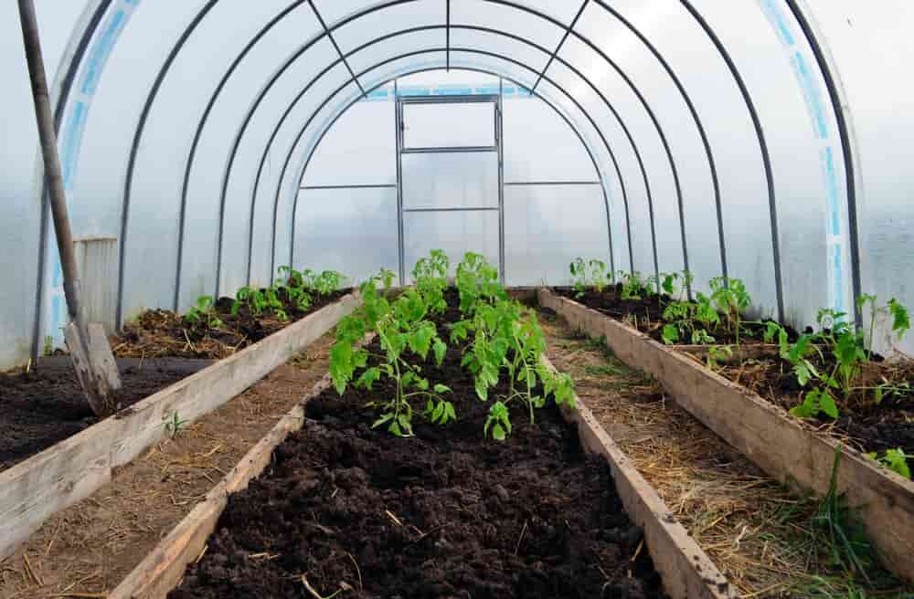 jeune plants dans une serre
