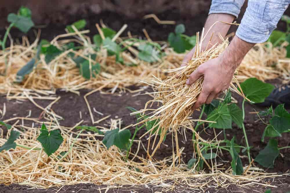 jeunes plants de concombre recouvert de paillis