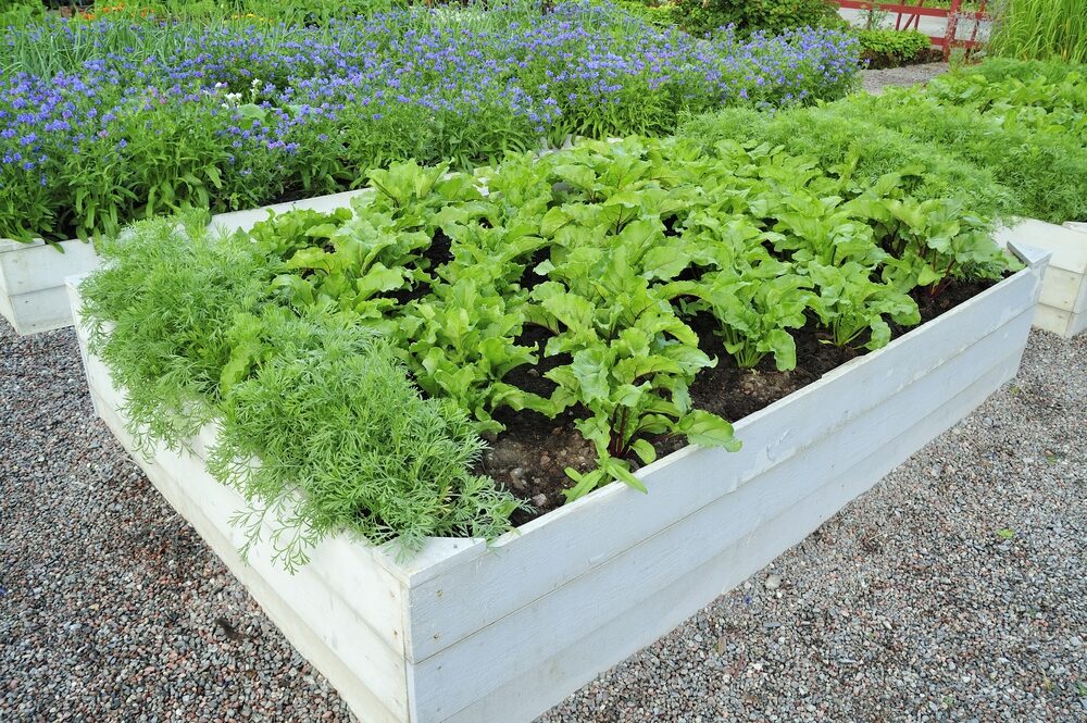 parcelle dans un jardin partagé