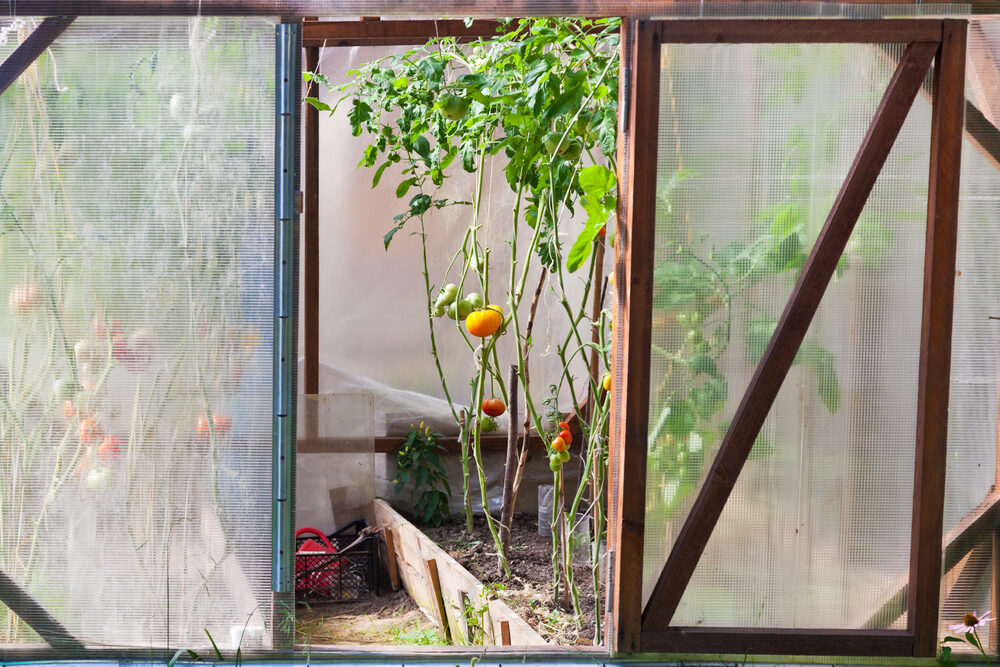 plants de tomates dans une serre