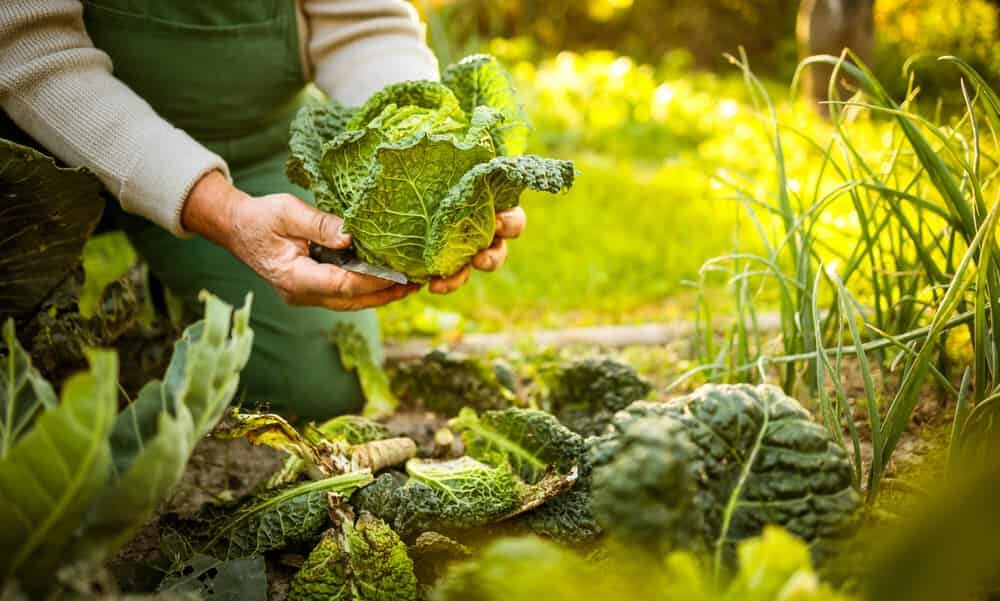 sénior dans son jardin de permaculture