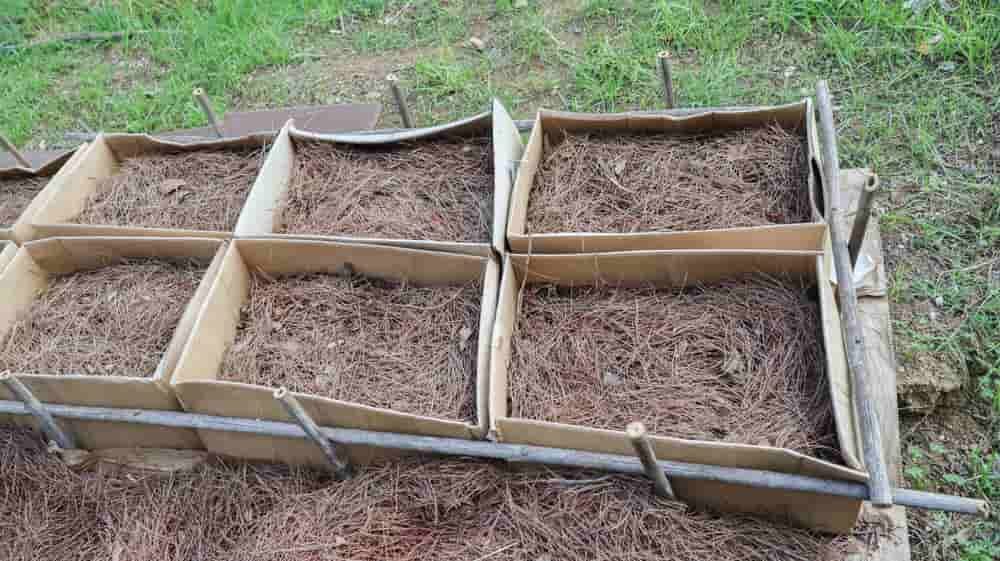 cartons remplies de paille de pin