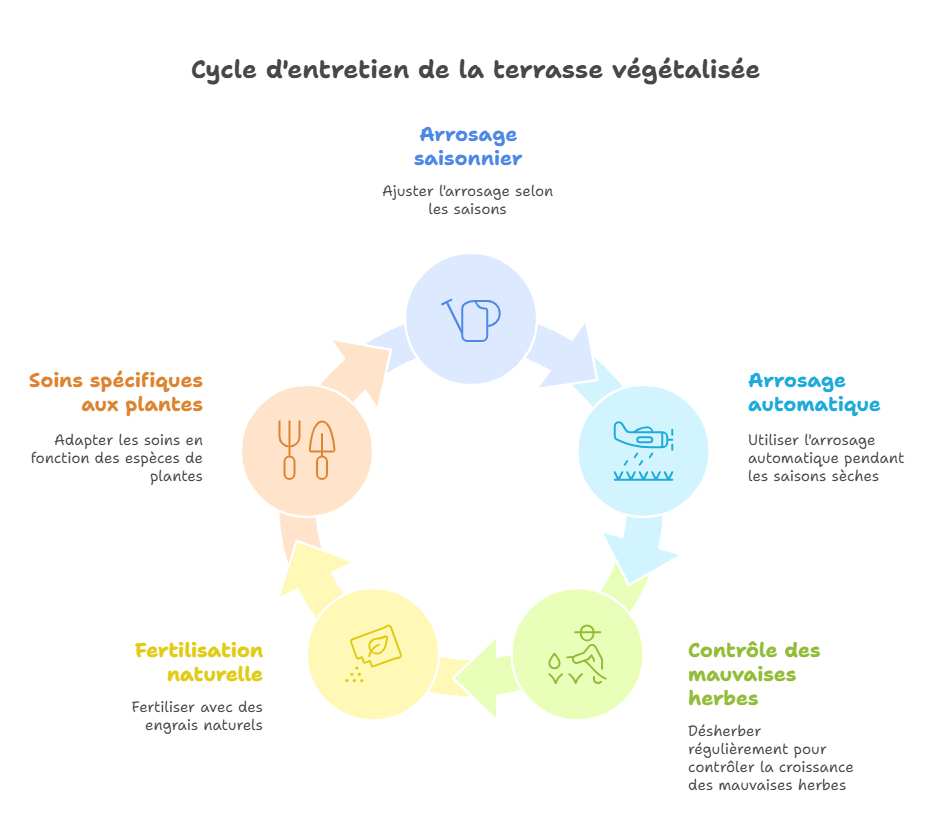 cycle d'entretien de la terrasse végétalisée