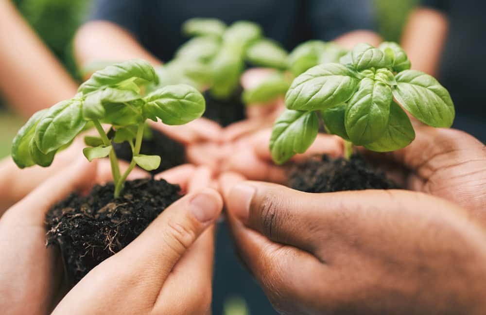 écologie et jardinage