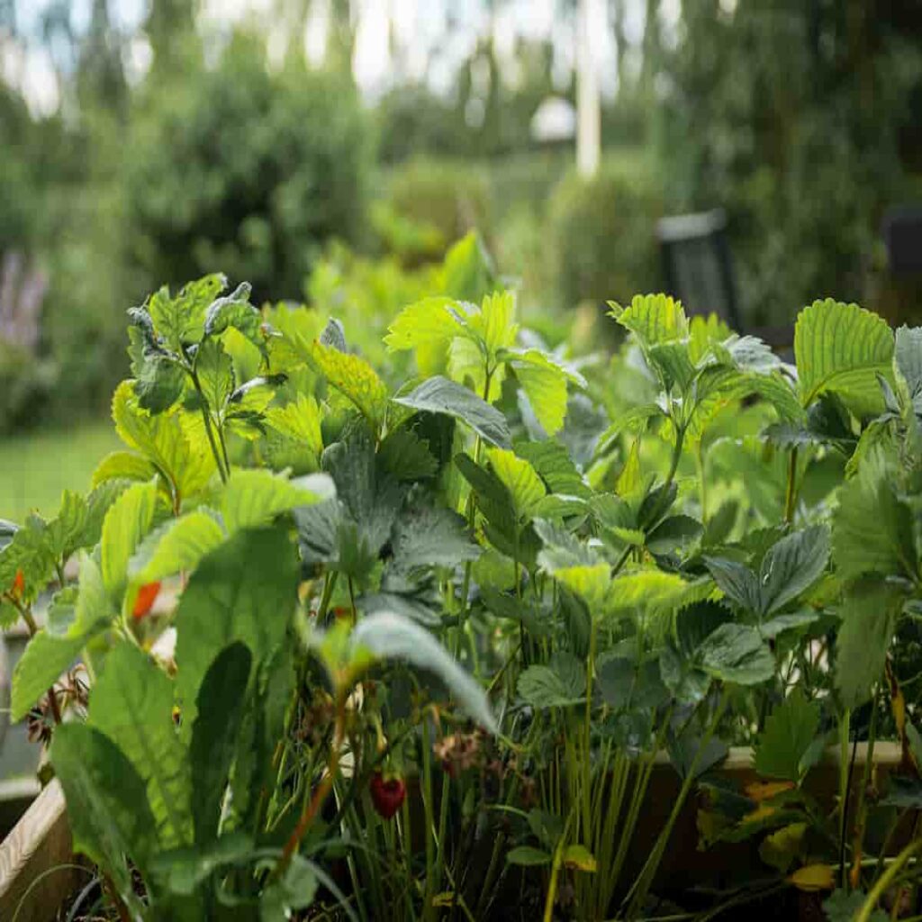 fraises dans un jardin potager