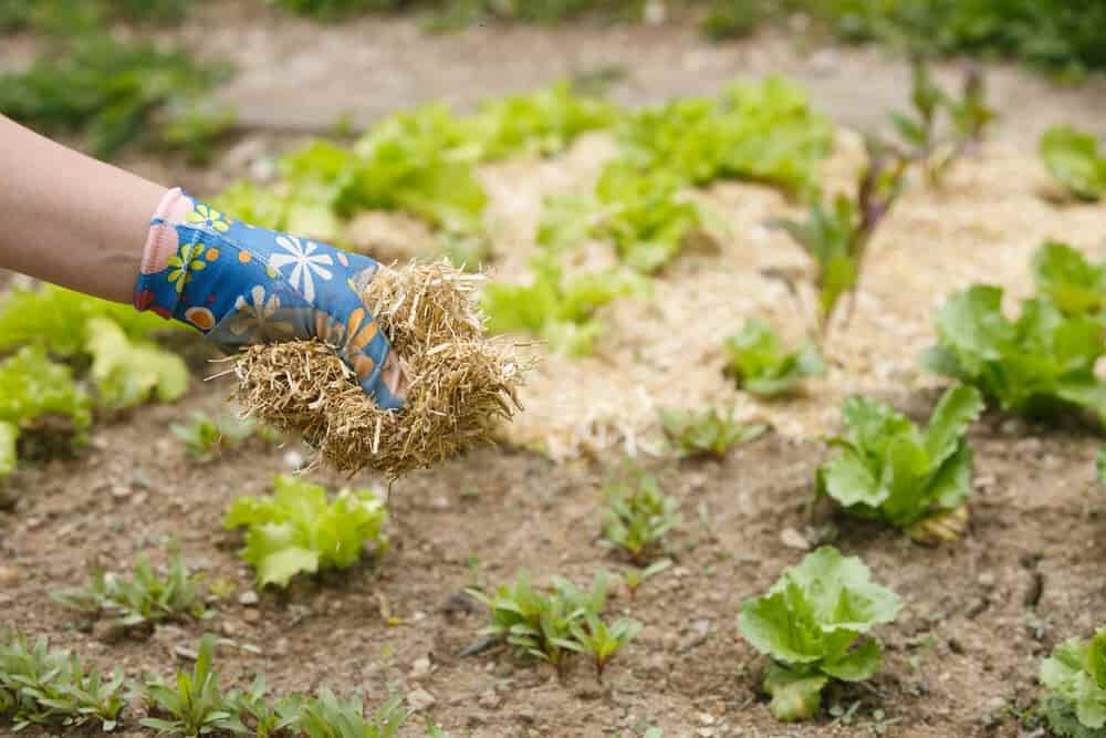 jardinier étalant du paillis autour de plantes