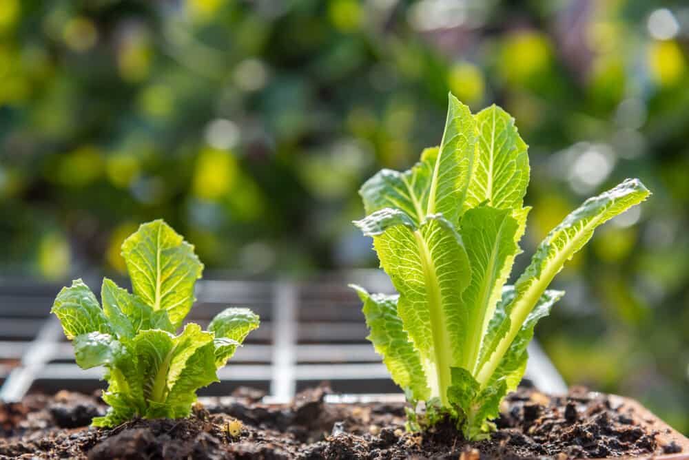 laitue romaine en pot
