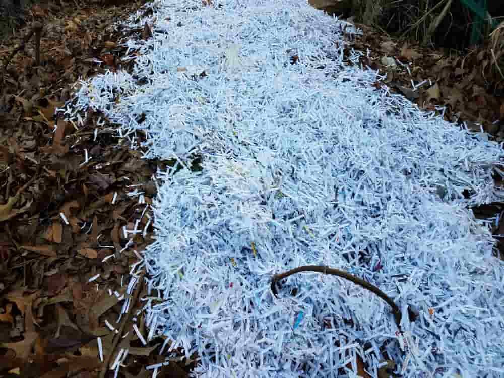 papier déchiqueté sur butte de permaculture