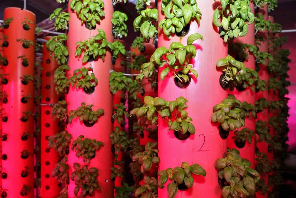 plante en croissance dans un système d'aéroponie verticale