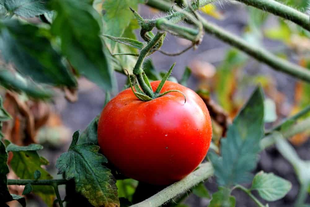 tomate prête à cueillir dans un jardin potager