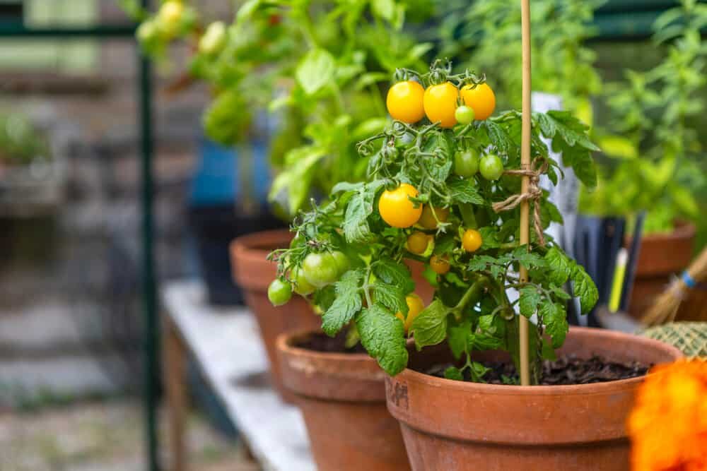 tomates en pot