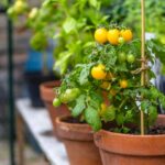 tomates en pot