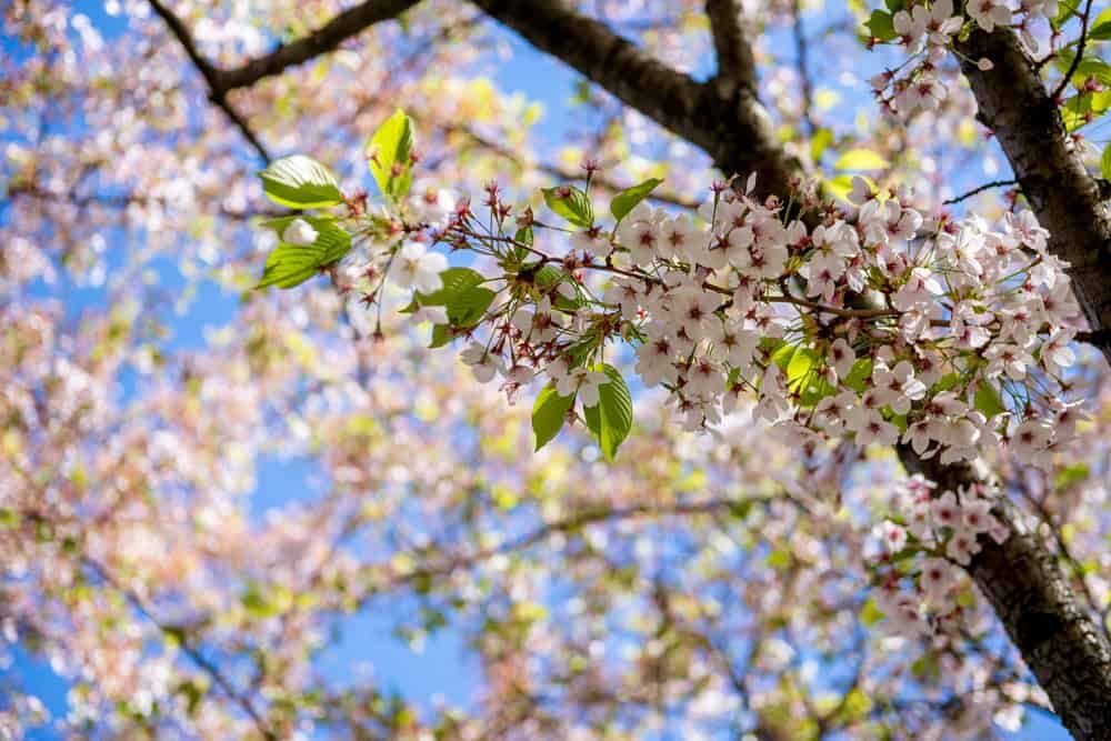 cerisier en fleur