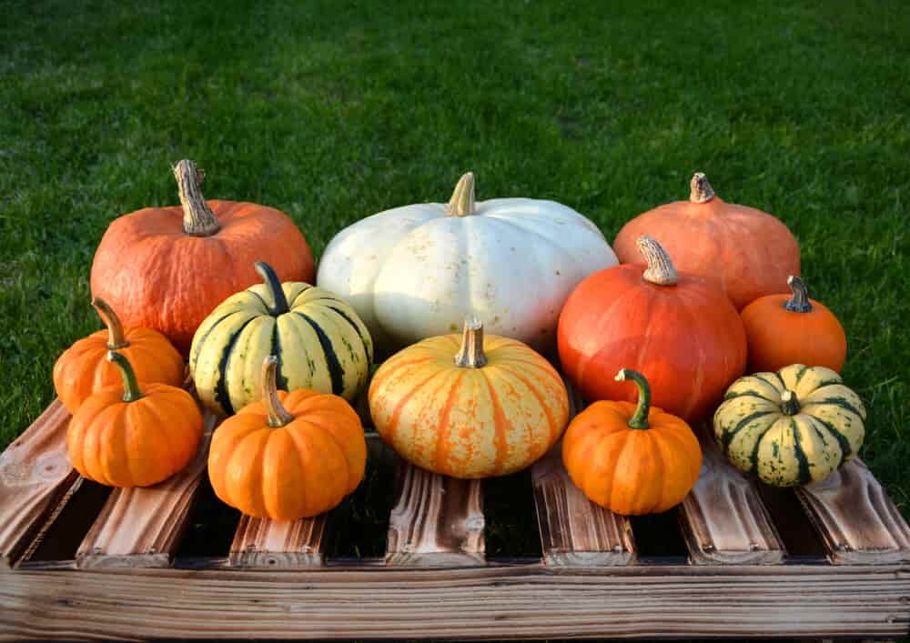 citrouilles et courges d'automne