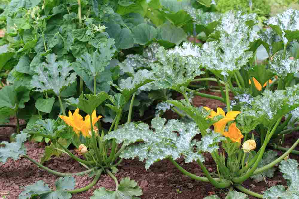 courgettes en fleurs permaculture