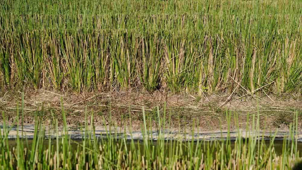 culture de vetiver