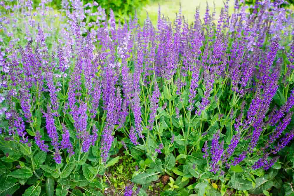 fleurs de sauge