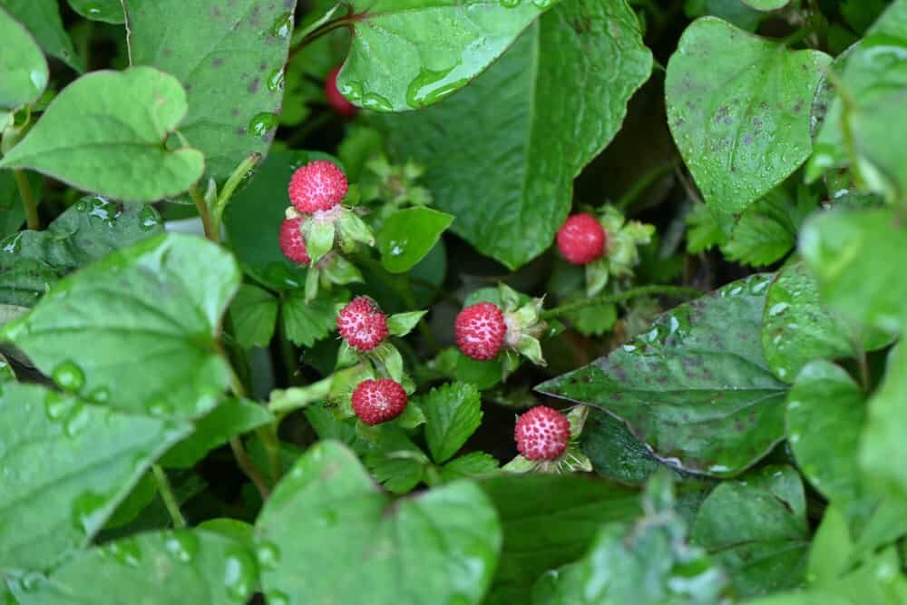 fraisier des indes (fausse fraise)