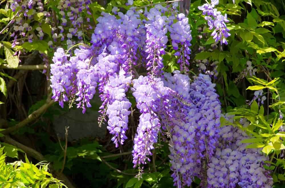 gros plan glycine