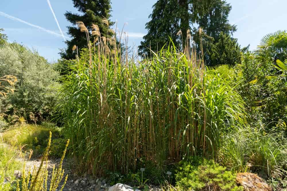 miscanthus giganteus