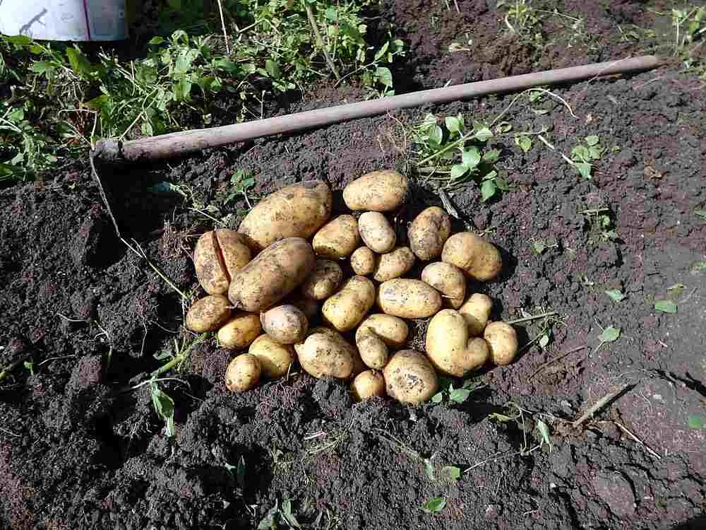 récolte de pommes de terre bio