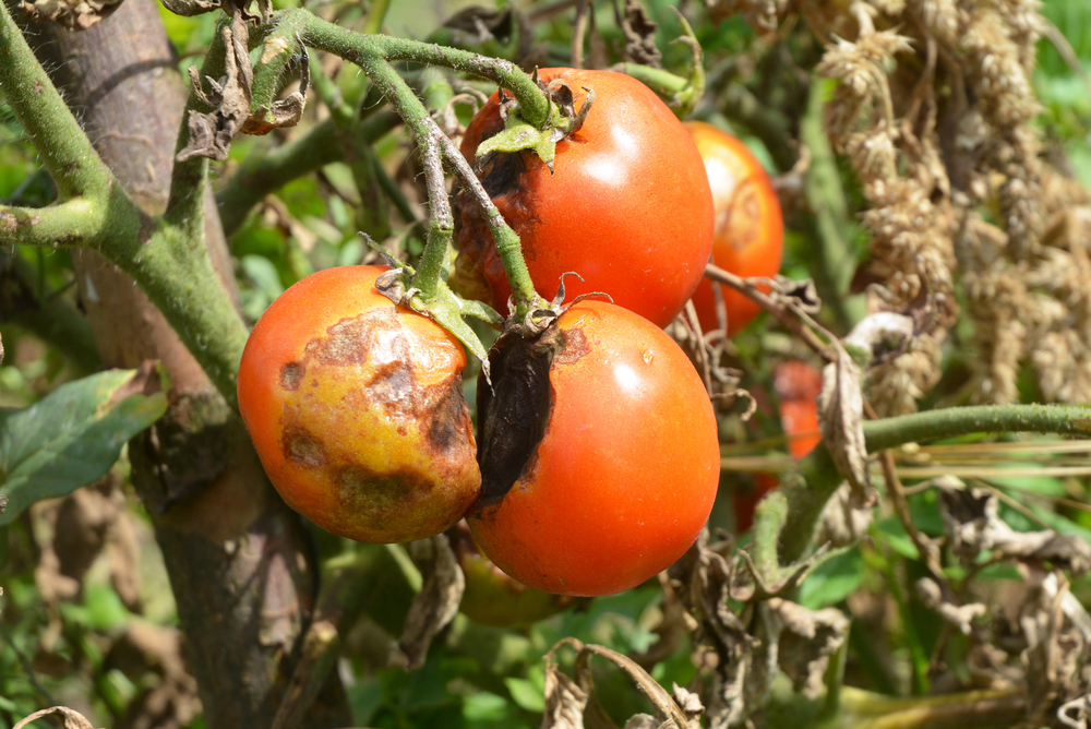 tomates malades du mildiou