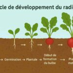 cycle de développement du radis
