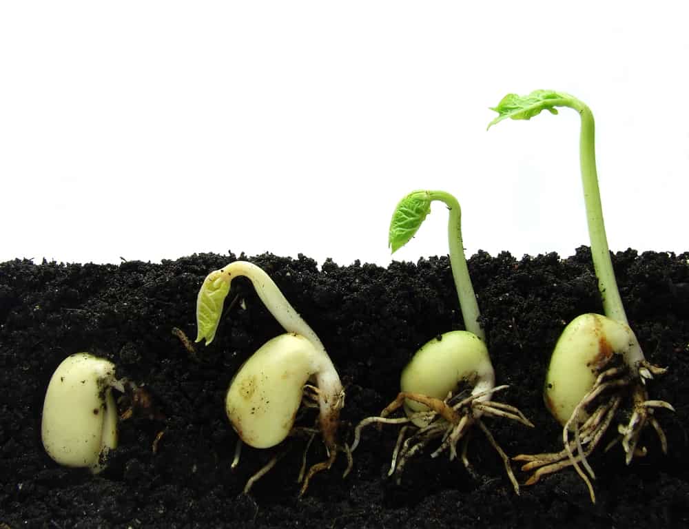 graines germées de haricots
