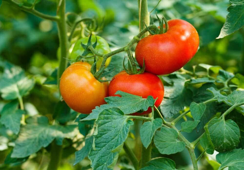 tomates en permaculture