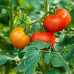 tomates en permaculture